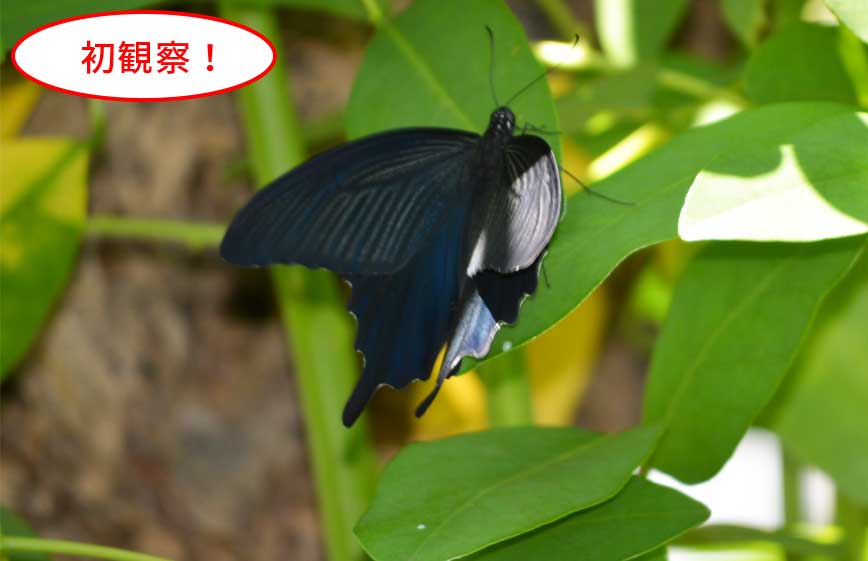 クロアゲハ (東芝研究開発センター緑地 6月)